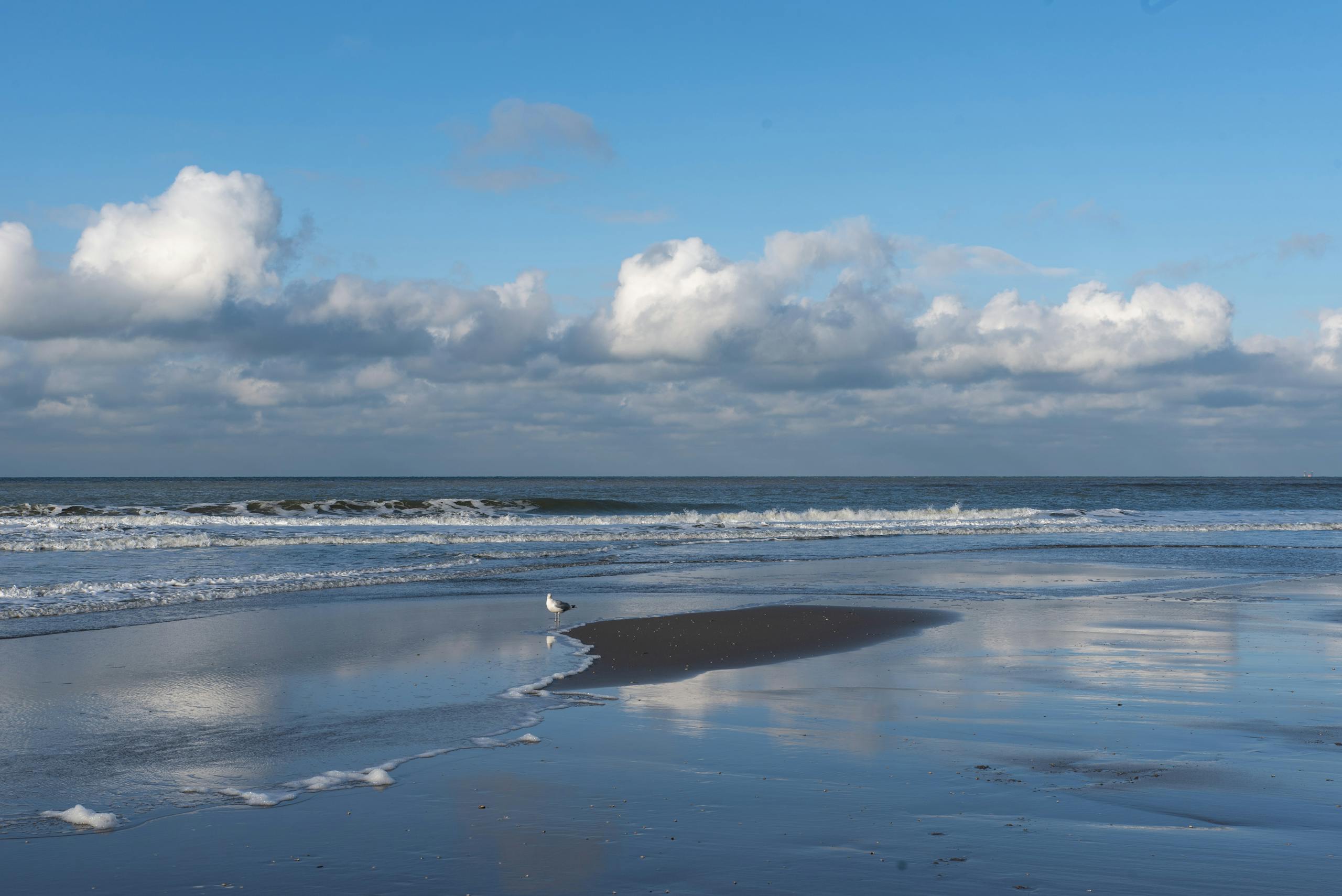 Peaceful beach scene with clouds and a lone seagull by the ocean waves.