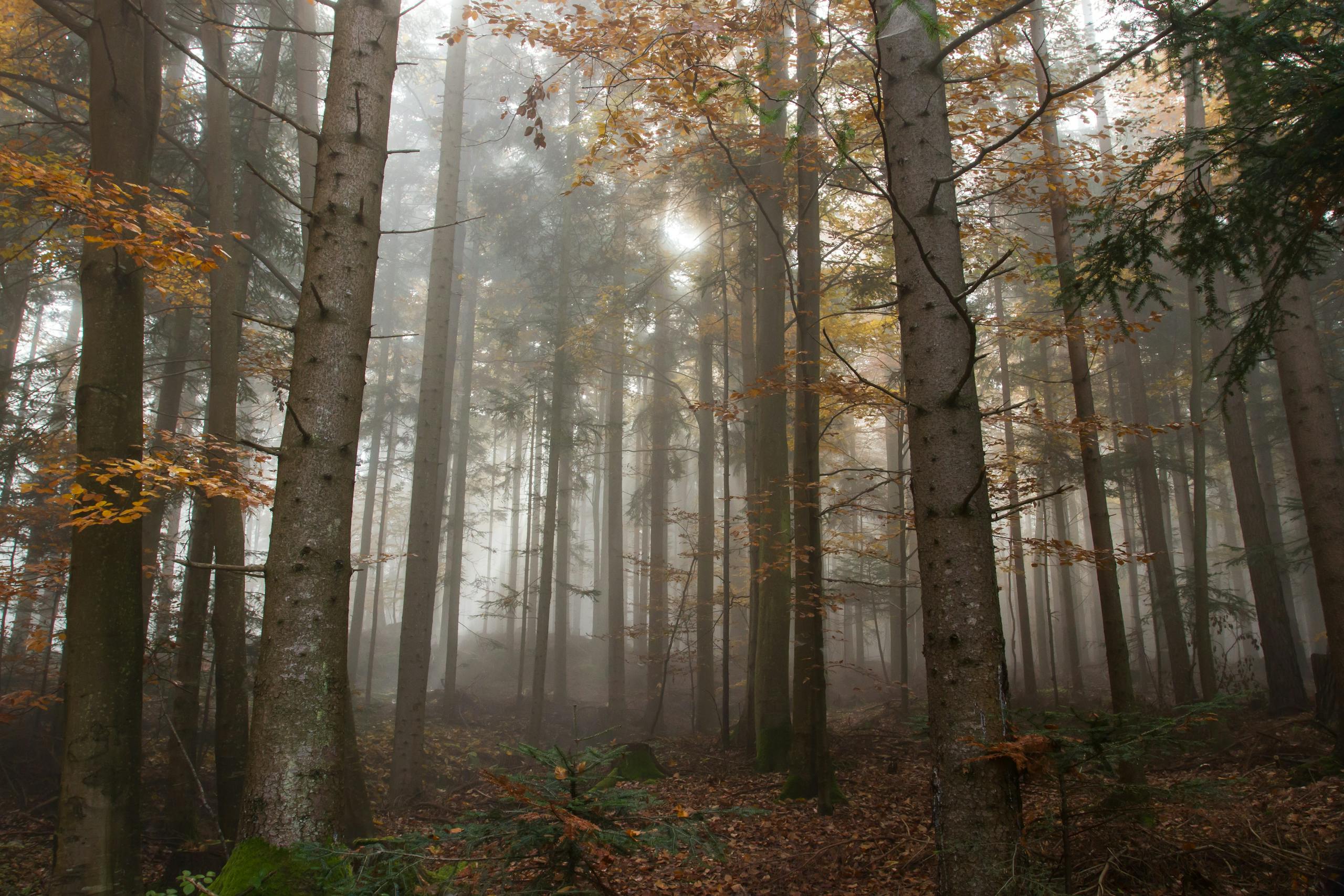Captivating autumn forest filled with fog and sunlight filtering through trees.